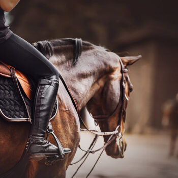 horse